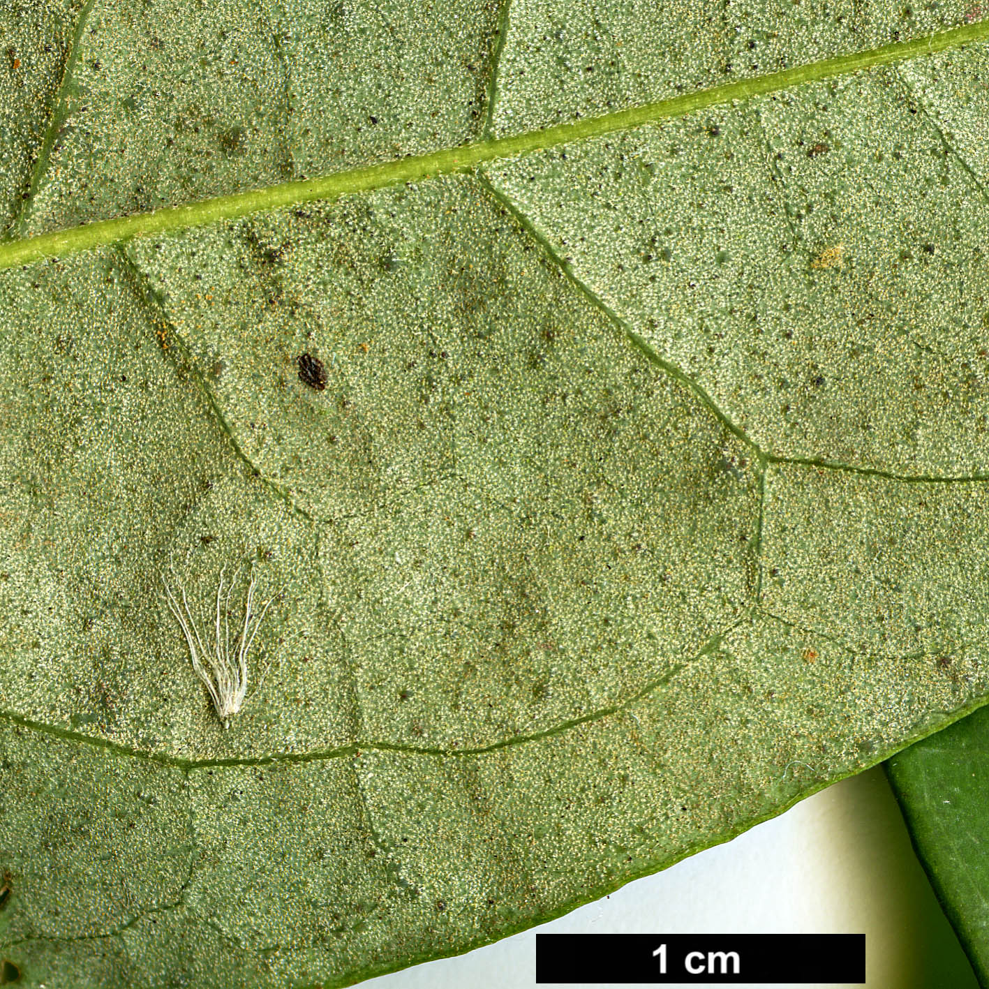 High resolution image: Family: Araliaceae - Genus: Schefflera - Taxon: minutistellata